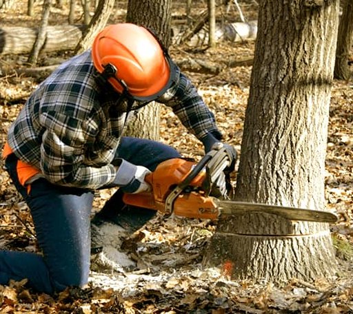Tree Removal in Ira, TX